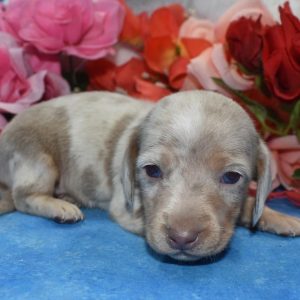 AKC isabelle cream dapple smooth coat with blue eyes miniature dachshund puppies for sale near me.