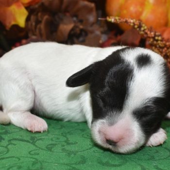 Bella-black-white-piebald-doxie-poo-puppy1.1.1