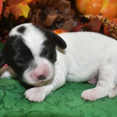 Black Piebald miniature dachshund toy poodle puppies for sale near Peyton, Colorado