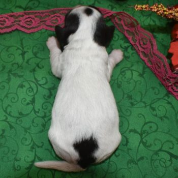 Bella-black-white-piebald-doxie-poo-puppy1.5
