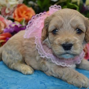 Looking for a female silver apricot cockapoo puppy for sale near me.