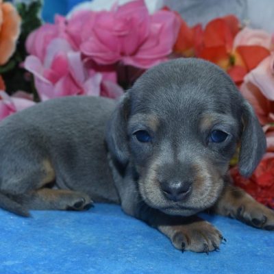 Benji-blue-tan-smooth-coat-miniature-dachshund-puppy3.3