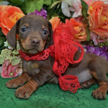 Looking for a male chocolate and tan miniature dachshund puppy for sale near me.