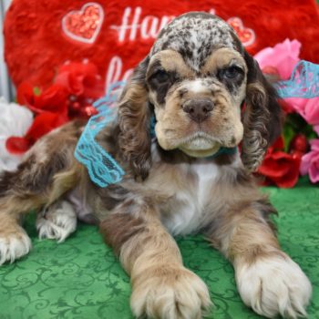 Looking for a male chocolate tan merle cocker spaniel puppy for sale near Denver, CO