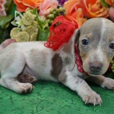 AKC isabelle tan piebald dapple smooth coat miniature dachshund puppies for sale near me.