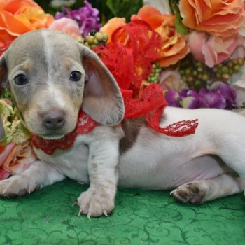Miniature Dachshund puppies for sale in Colorado.