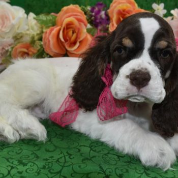 AKC chocolate tan parti American cocker spaniel puppies for sale near me.
