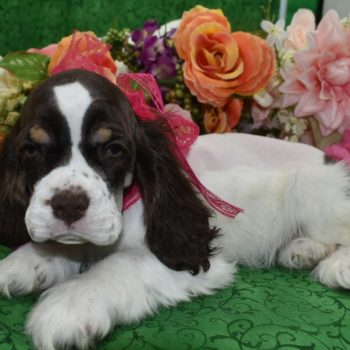 AKC chocolate tan parti American cocker spaniel puppies for sale in Colorado.