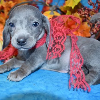 male blue cream smooth coat mini dachshund puppies for sale