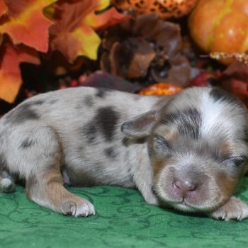 Quality tweed chocolate tan Merle Miniature Dachshund Toy Poodle puppies for sale.