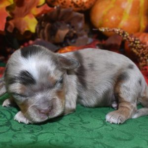 Looking for tweed chocolate tan Merle Doxiepoo puppies for sale near Colorado Springs, Colorado