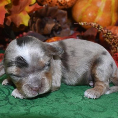 Looking for tweed chocolate tan Merle Doxiepoo puppies for sale near Colorado Springs, Colorado