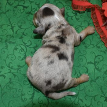 Blaze-chocolate-tan-merle-miniature-dachshund-toy-poodle-puppy1.4