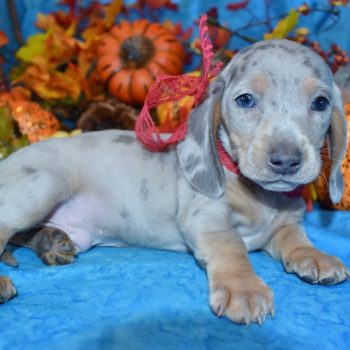 AKC male blue tan cream dapple miniature dachshund puppies for sale in Colorado