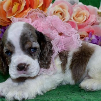 CKC chocolate and tan parti Merle blue eyes American cocker spaniel puppies for sale.