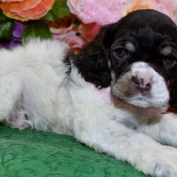 Seeking information about adorable Chocolate and Tan Parti American Cocker Spaniel puppies nearby! I'm interested in healthy puppies with kind temperaments and excellent breeding lines. Any recommendations for breeders or available pups would be appreciated!