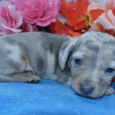 Brody-blue-tan-cream-dapple-smooth-coat-miniature-dachshund-puppy3.2