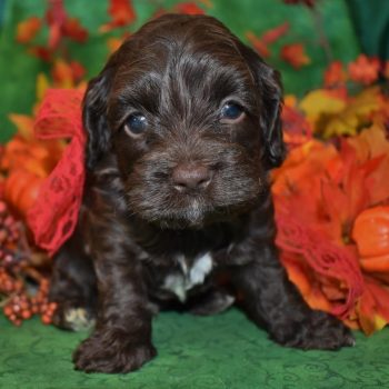 Looking for a male chocolate cockapoo puppy for sale near me