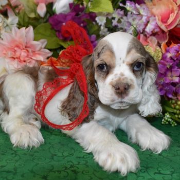 AKC Brown and Tan Parti merle blue eyes cocker spaniel puppies for sale near me.
