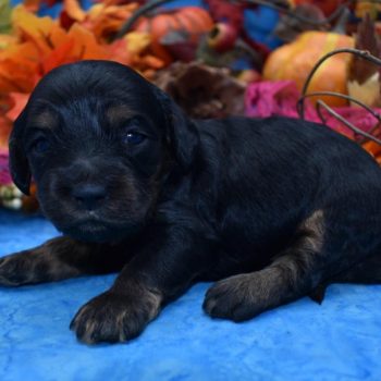 Cockapoo puppies for sale in Colorado