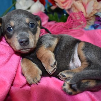 AKC female blue tan smooth coat miniature dachshund puppies