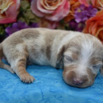 Isabelle cream piebald dapple longhair miniature dachshund puppies for sale.