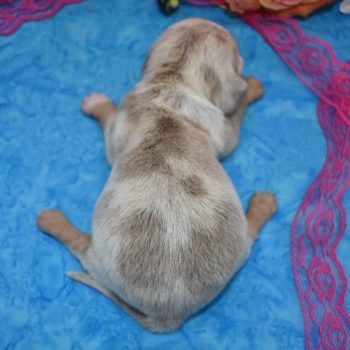Looking for a female isabelle cream piebald dapple longhair mini dachshund puppy for sale near me.