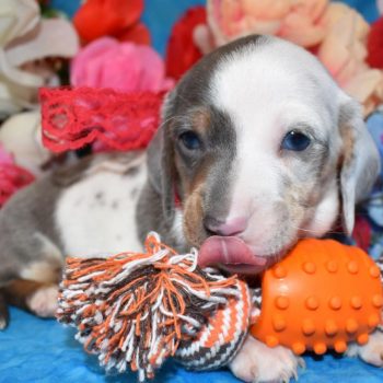 blue eyes blue cream dapple miniature dachshund puppies for sale