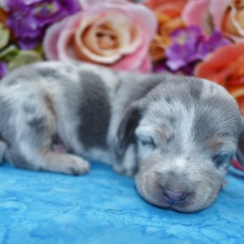 Calico blue cream piebald dapple longhair mini dachshund puppies for sale.