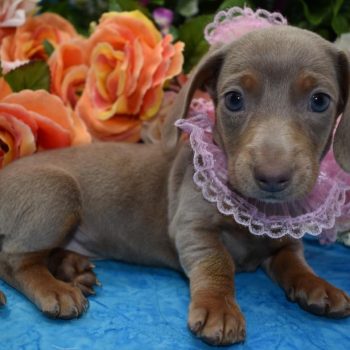 AKC female isabelle tan smooth coat miniature dachshund puppies for sale.