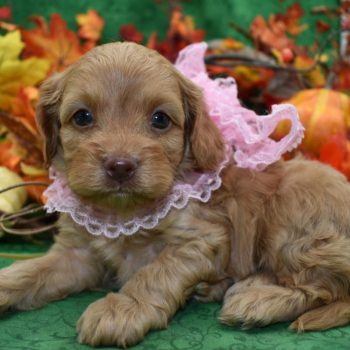 Apricot Cockapoo Puppies for sale near me