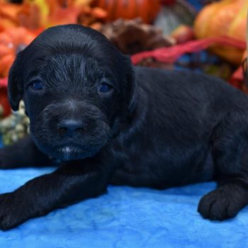 Looking for a male black cockapoo puppies for sale near Colorado Springs, CO