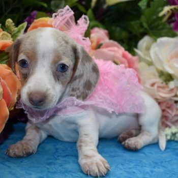 AKC female Isabelle tan piebald dapple with blue eyes miniature dachshund puppies for sale