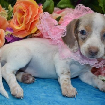 AKC Isabelle and tan piebald dapple smooth coat miniature dachshund puppies for sale in Colorado