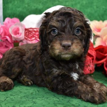 Chocolate tan cockapoo puppies for sale near me