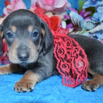 miniature dachshund puppies for sale in Colorado