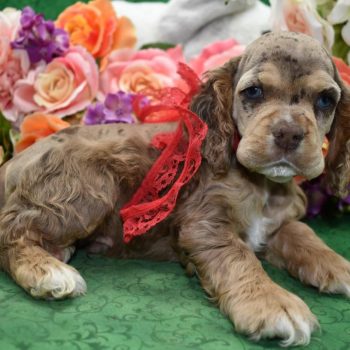 AKC chocolate and tan Merle Blue Eyes Cocker Spaniel puppies for sale near me.
