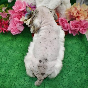 Merle Cocker Spaniel Puppies for sale