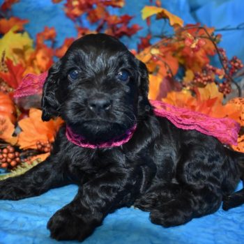 Cleo-black-cockapoo-puppies-for-sale4.3