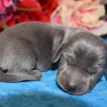 blue miniature dachshund puppies for sale