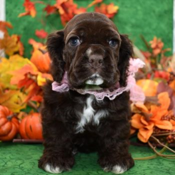 Cocker Spaniel Puppies for sale