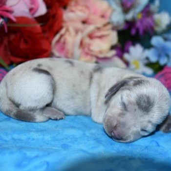 blue cream dapple miniature dachshund puppies