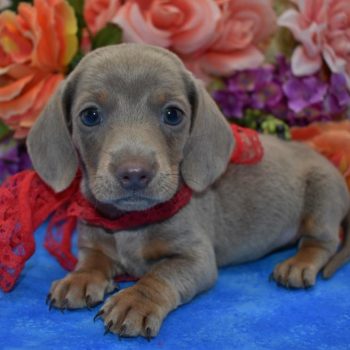 Cosmo-isabelle-tan-smooth-coat-miniature-dachshund7.2