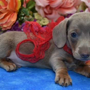 AKC isabelle and tan smooth coat miniature dachshund puppies for sale near me.