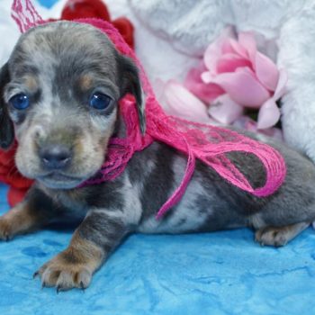 Miniature Dachshund Puppies with Blue Eyes for sale