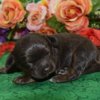 chocolate and tan cockapoo puppies for sale near Colorado Springs, CO