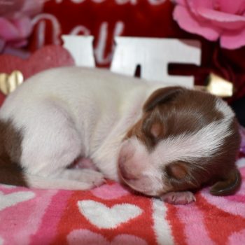 AKC female chocolate tan piebald mini-dachshund puppy for sale near me