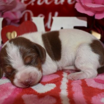 Looking for chocolate tan piebald miniature dachshund puppies for sale in Colorado