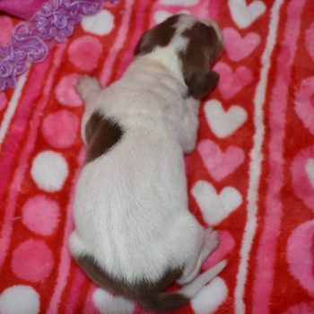 Daisy-chocolate-tan-piebald-smooth-coat-miniature-dachshund1.6