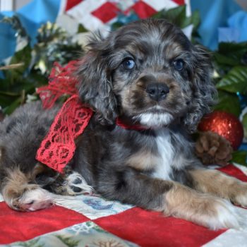 male blue tan merle cockapoo puppies for sale near me